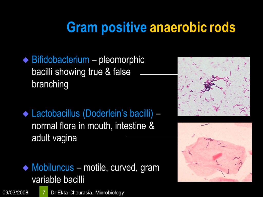 09/03/2008 Dr Ekta Chourasia, Microbiology 7 Gram positive anaerobic rods Bifidobacterium – pleomorphic bacilli